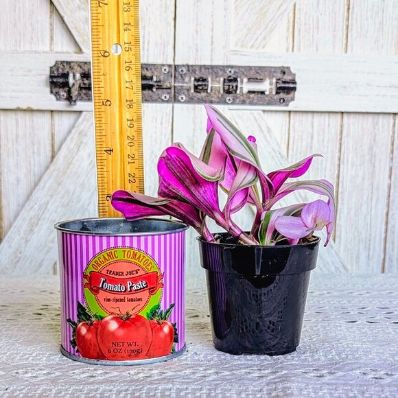 Trader Joe's 3" Mini Can Planter w/ Foliage - Picture 4 of 5
